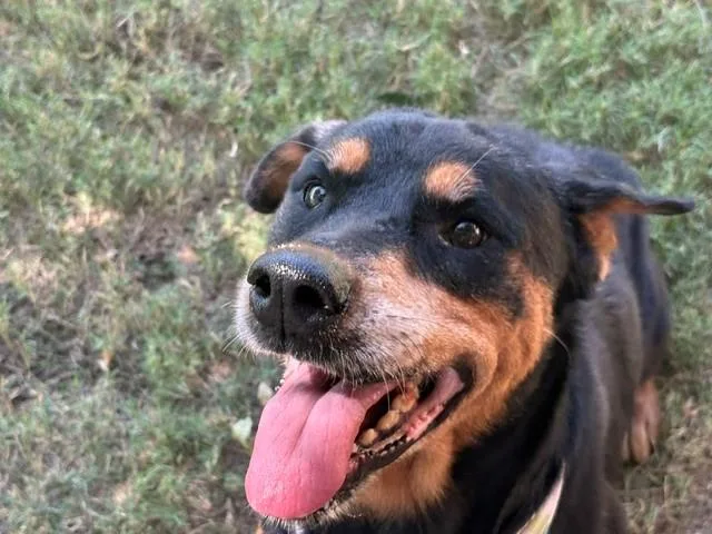 An adult large-sized female Rottweiler dog named Jozy for adoption in Tulsa, OK