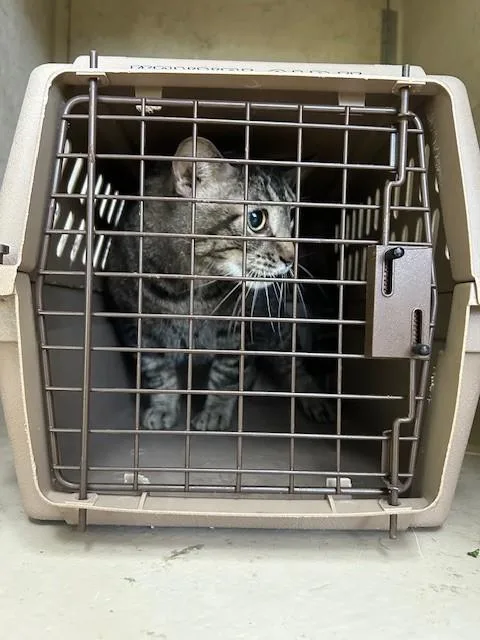 An adult medium-sized male Domestic Short Hair cat named Nipper for adoption in Louisville, KY