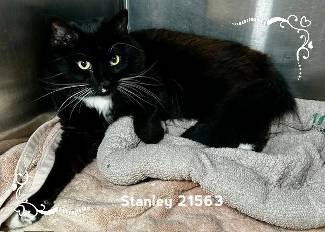 A young medium-sized male Black & White / Tuxedo Domestic Long Hair cat named Stanley for adoption in Marietta, GA