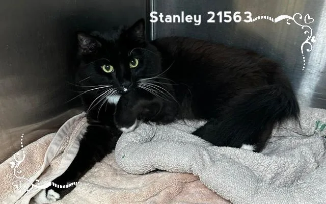Stanley thumbnail 4
