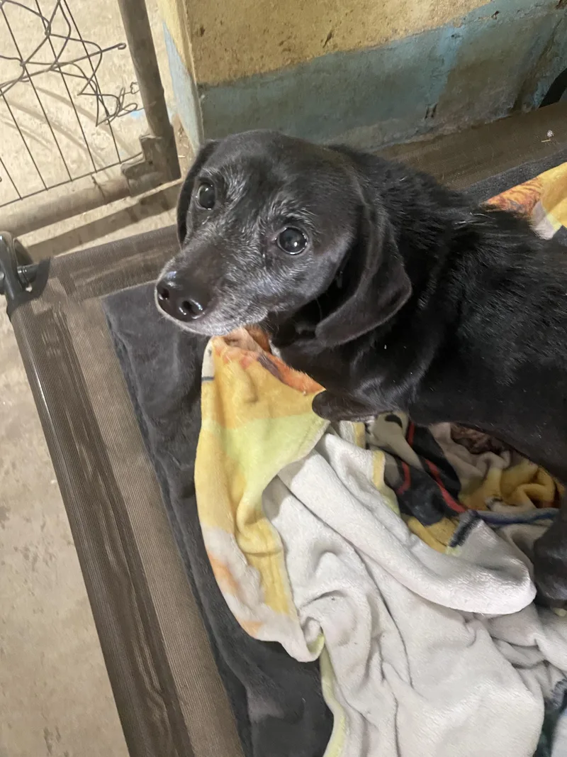 A senior small-sized female Dachshund dog named Zoe for adoption in Tracy City , TN