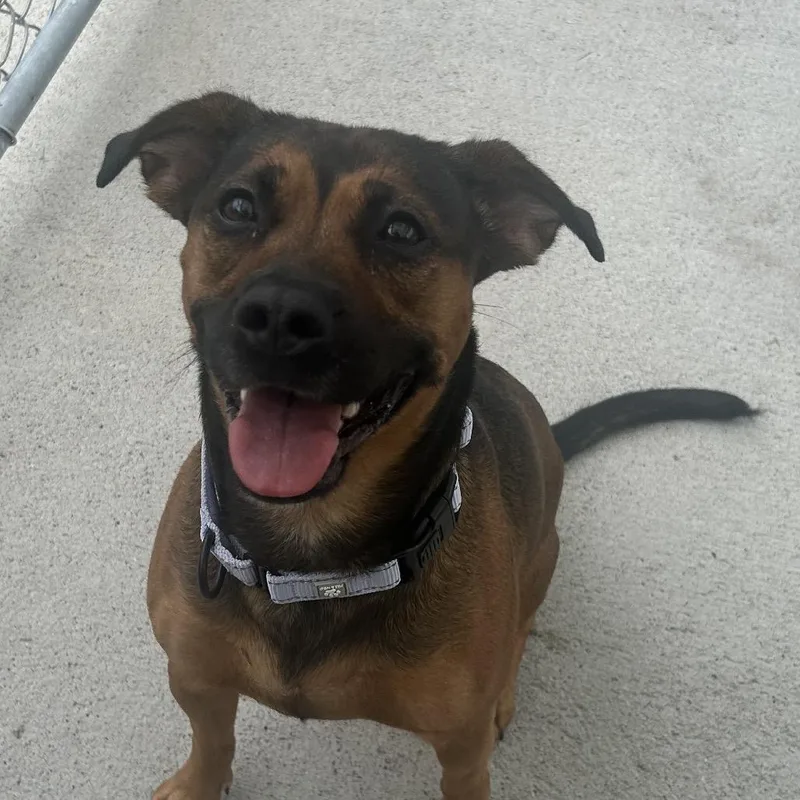 An adult medium-sized female Brown / Chocolate Mixed Breed dog named Baby Girl for adoption in Uniontown, PA