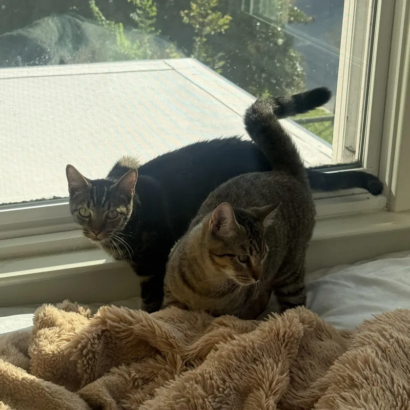 A young medium-sized female Tabby (Buff / Tan / Fawn) Domestic Short Hair cat named Simpson for adoption in Richmond, VA