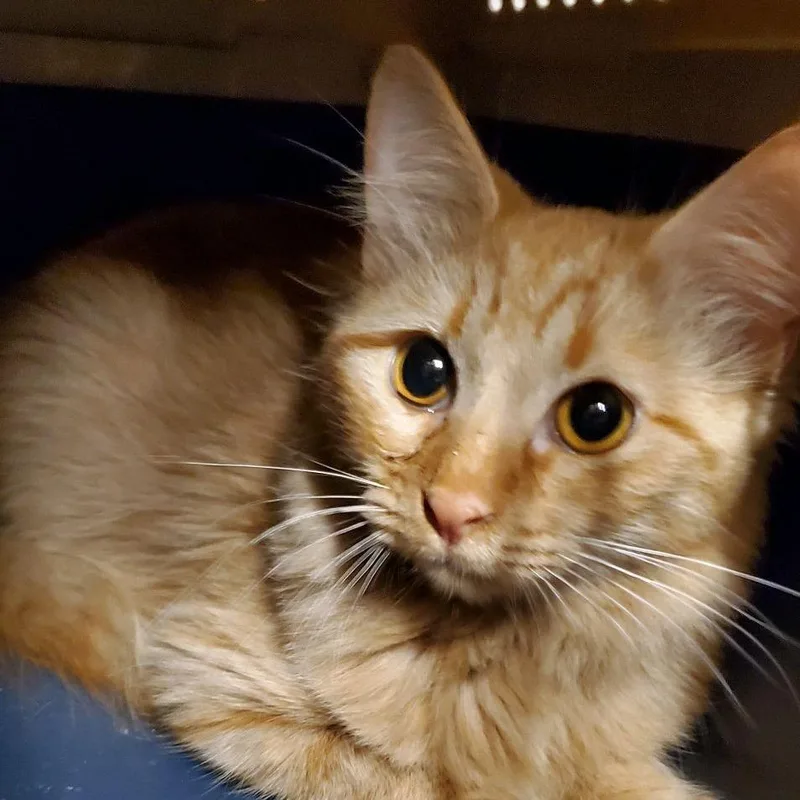 A young small-sized female Orange / Red Domestic Long Hair cat named Little Red for adoption in Hemet, CA
