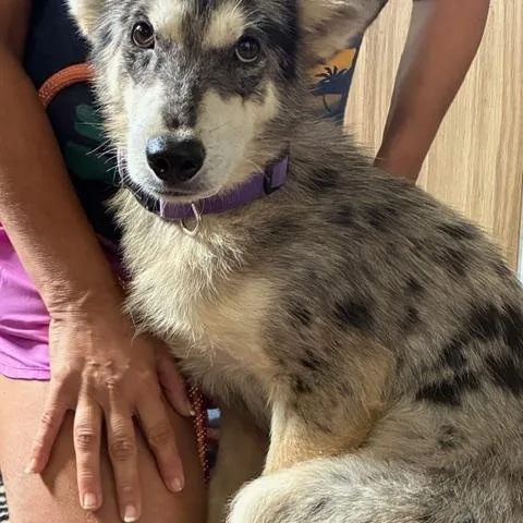 A young medium-sized male Catahoula Leopard Dog dog named Tucker is such a for adoption in Houston, TX