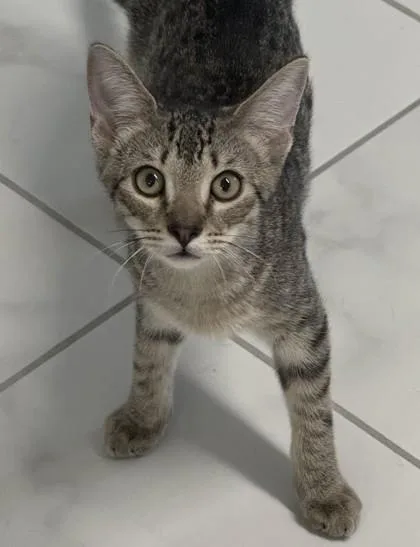 A baby small-sized male Domestic Short Hair cat named Big Bird for adoption in Venice, FL