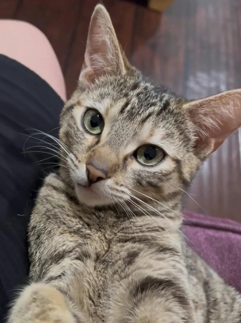 Meow Meow thumbnail 2