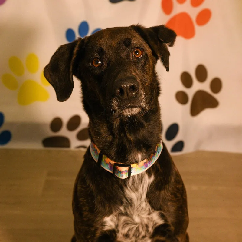 An adult large-sized female Labrador Retriever dog named Kali for adoption in Brooklyn Center, MN