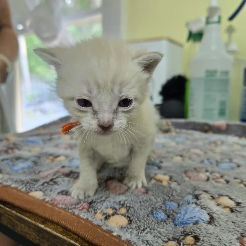 A baby small-sized male White Domestic Short Hair cat named Orange for adoption in Newport, TN