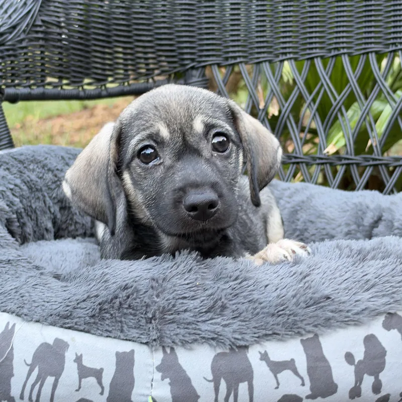 A baby small-sized female Black Mixed Breed dog named Crock Pot for adoption in Mt Pleasant, SC