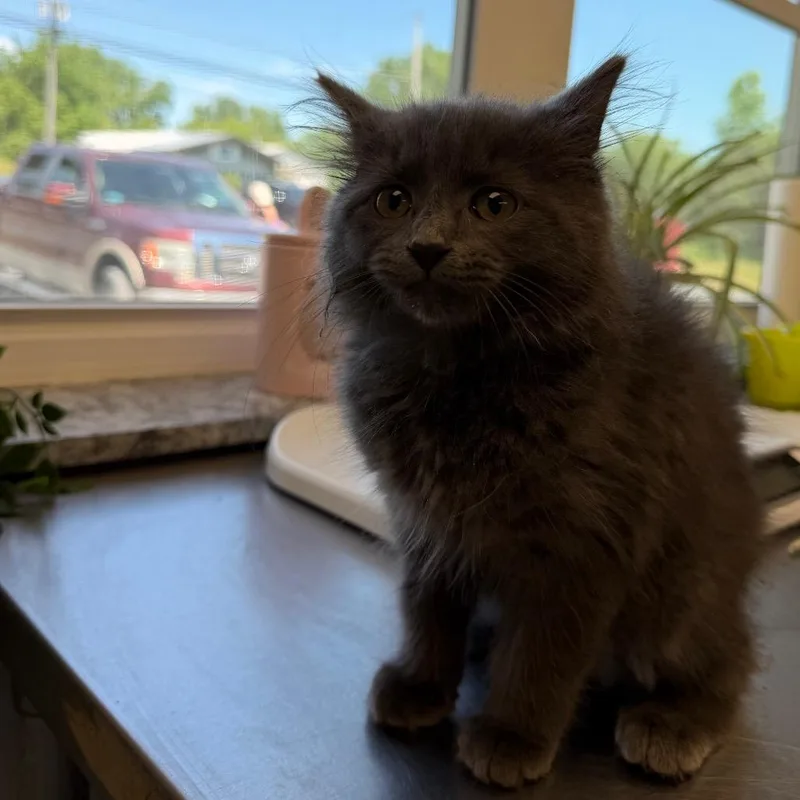 A baby small-sized female Gray / Blue / Silver Domestic Medium Hair cat named Koopa for adoption in Watertown, NY