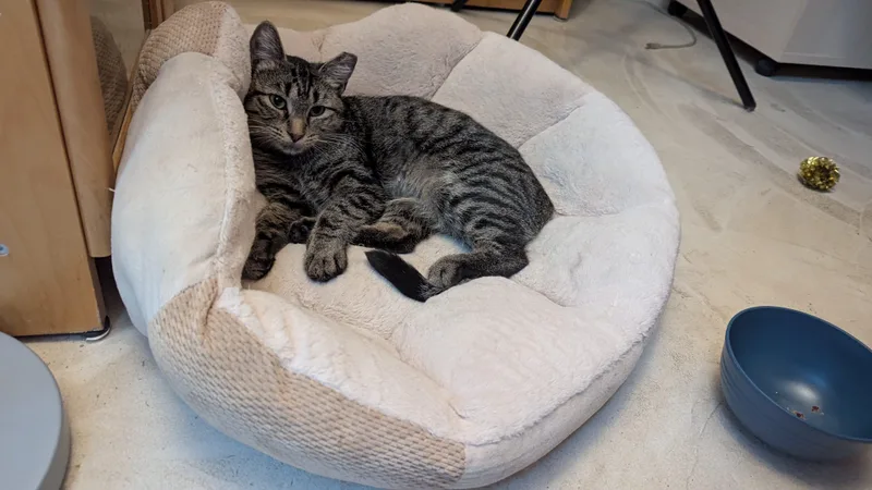 An adult medium-sized female Gray & White Tabby cat named Leo the Lioness for adoption in Laguna Niguel, CA