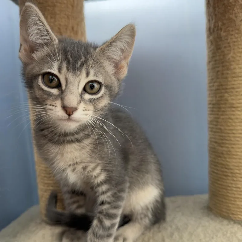 An adult medium-sized female Gray / Blue / Silver Domestic Short Hair cat named Rosalia for adoption in San Pablo, CA