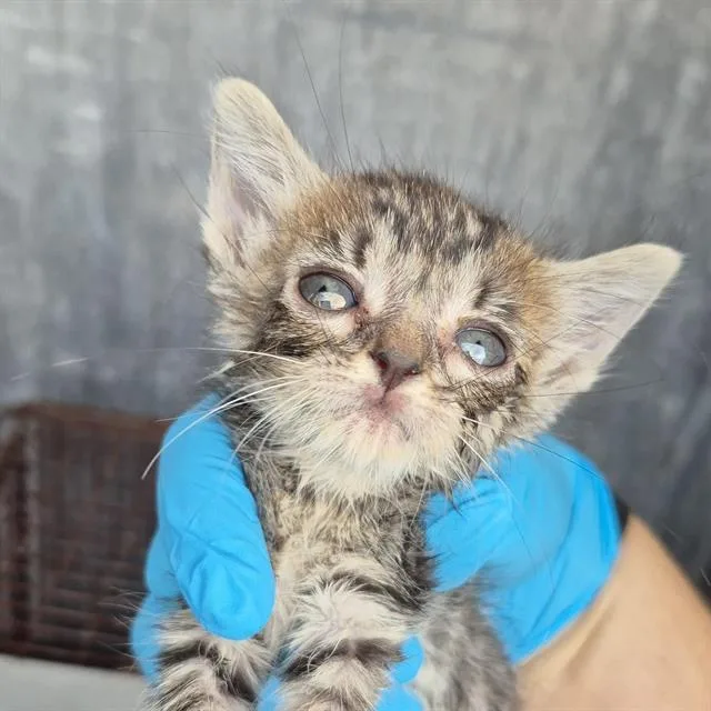 A baby small-sized female Domestic Short Hair cat named Marina for adoption in San Antonio, TX
