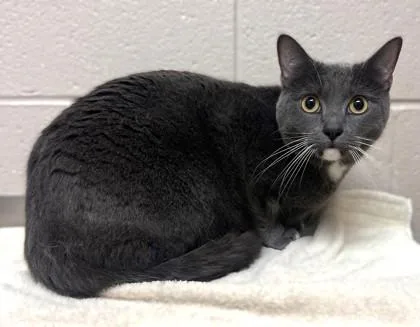An adult small-sized female Domestic Short Hair cat named KihKee for adoption in New Albany, IN