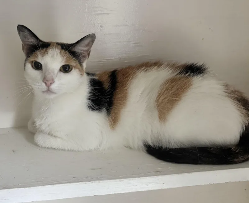 An adult medium-sized female Calico Domestic Short Hair cat named Florida for adoption in Greensboro, NC