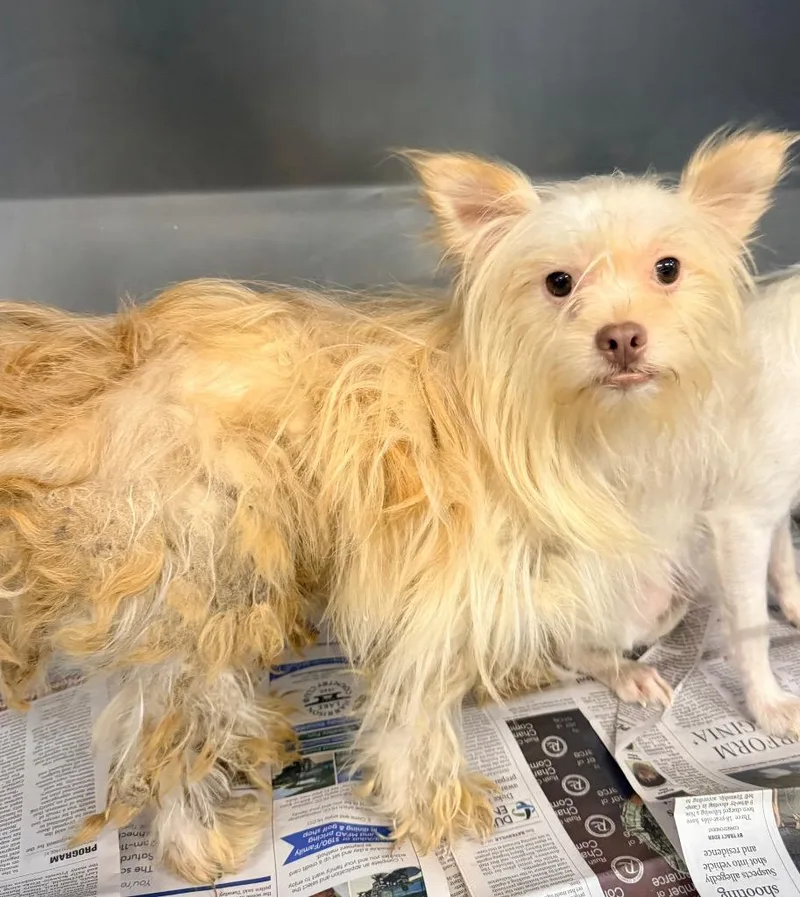 A young small-sized male Yorkshire Terrier dog named Chance for adoption in North Vernon, IN