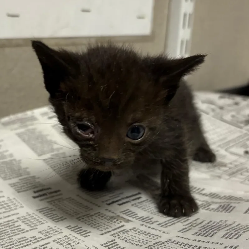 A baby small-sized female Black Domestic Short Hair cat named Maine for adoption in Yuma, AZ