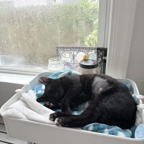 A baby small-sized female Black Domestic Short Hair cat named Bee for adoption in Tampa, FL