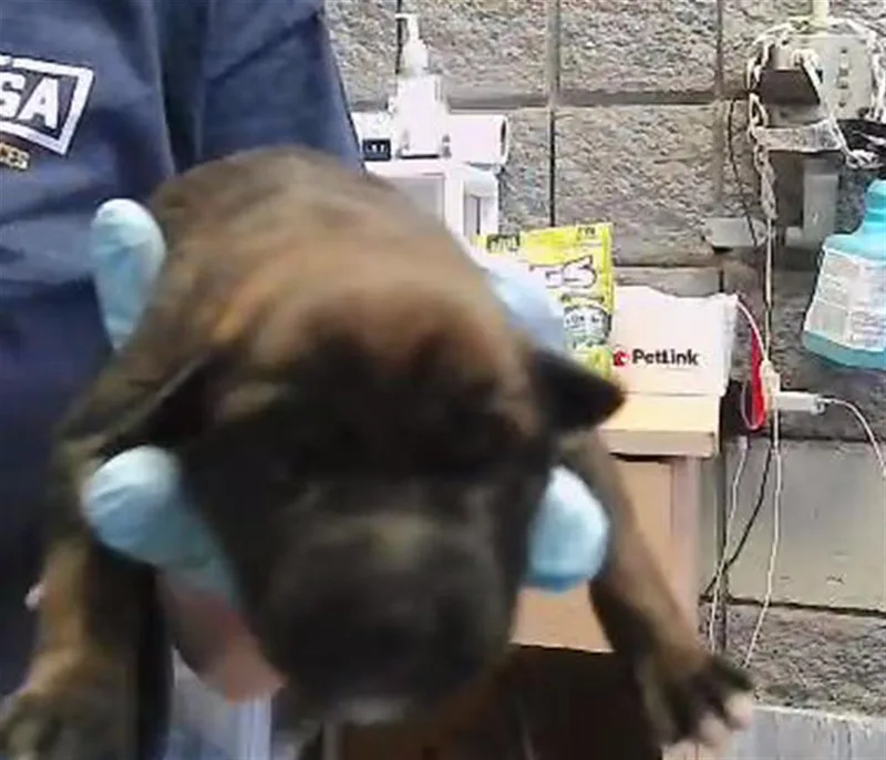 A baby small-sized male Pit Bull Terrier dog named Sneezey for adoption in Tulsa, OK