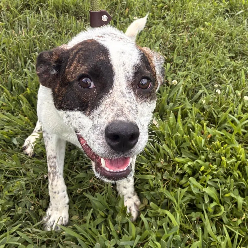 A young medium-sized male White / Cream Mountain Cur dog named Bubba for adoption in Franklin, TN