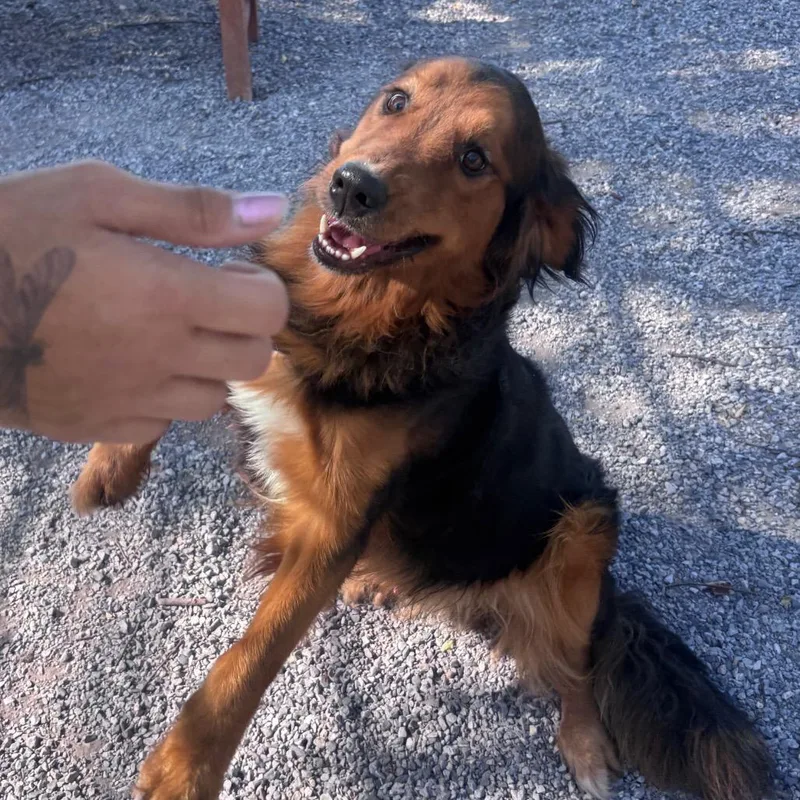An adult large-sized male Black Mixed Breed dog named YORKStray for adoption in York, PA