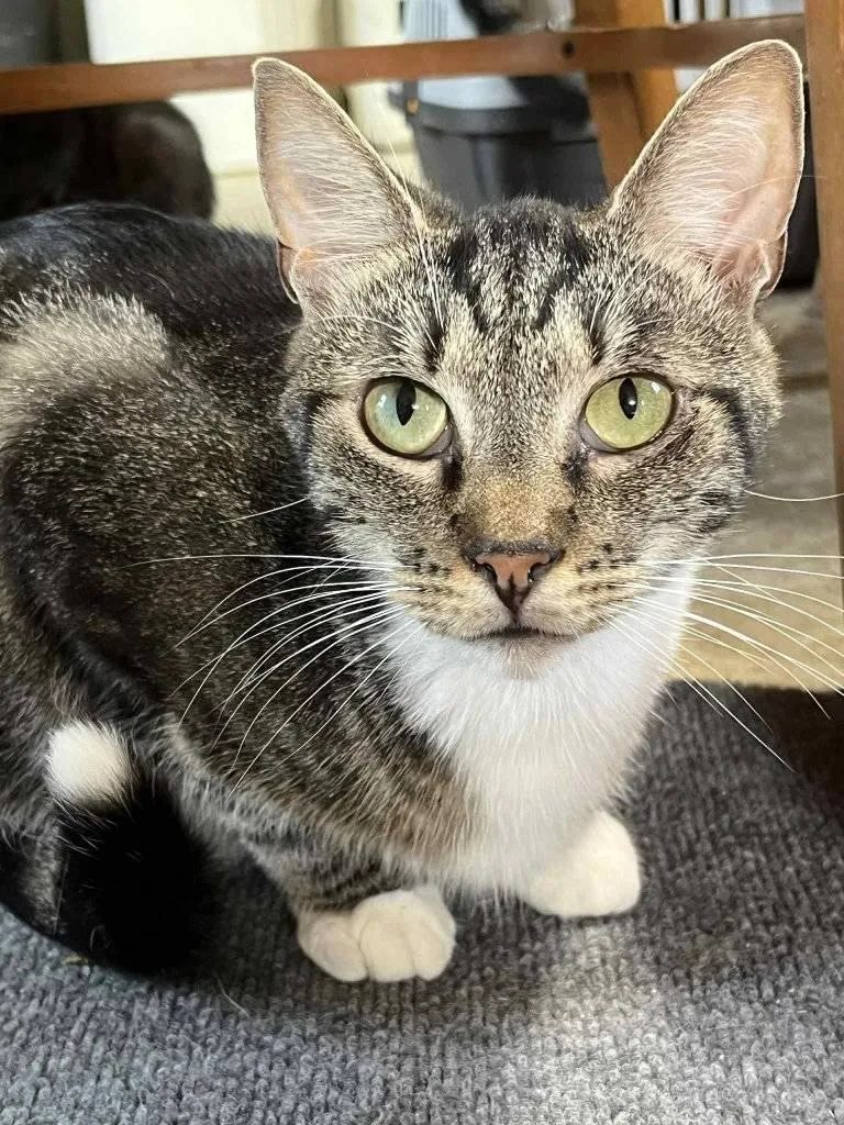 An adult large-sized male Tabby (Gray / Blue / Silver) American Shorthair cat named Birkley for adoption in Scotland Neck, NC