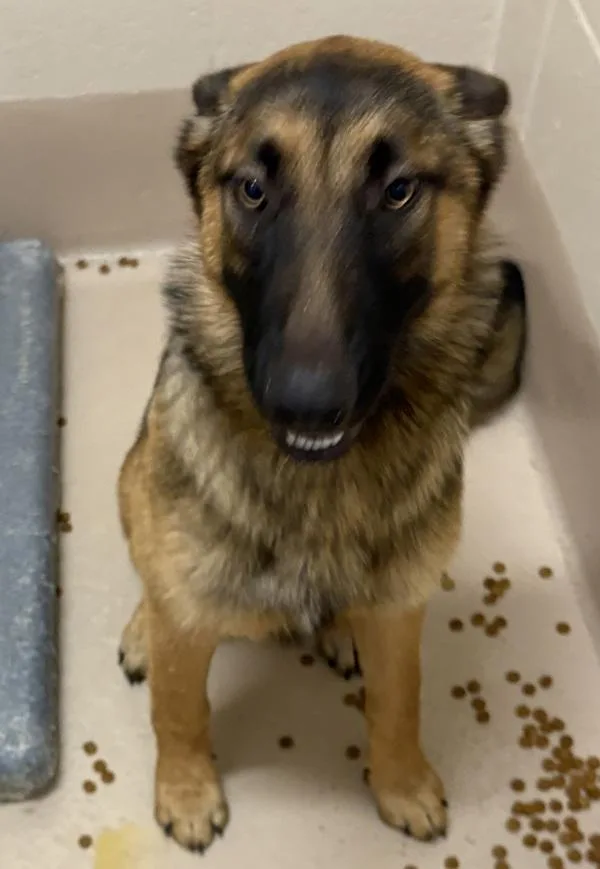 A young large-sized female German Shepherd Dog dog named Ic Minnie for adoption in Lawrenceville, GA