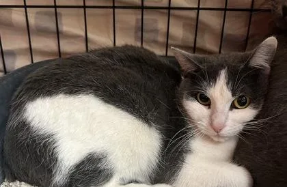 An adult small-sized female Domestic Short Hair cat named Waffle for adoption in Phoenix, AZ