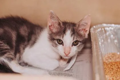 A young small-sized male Domestic Short Hair cat named A Master Splinter for adoption in North Charleston, SC