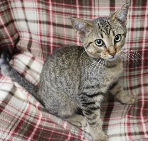 A young medium-sized male Domestic Short Hair cat named Ginseng for adoption in Thief River Falls, MN