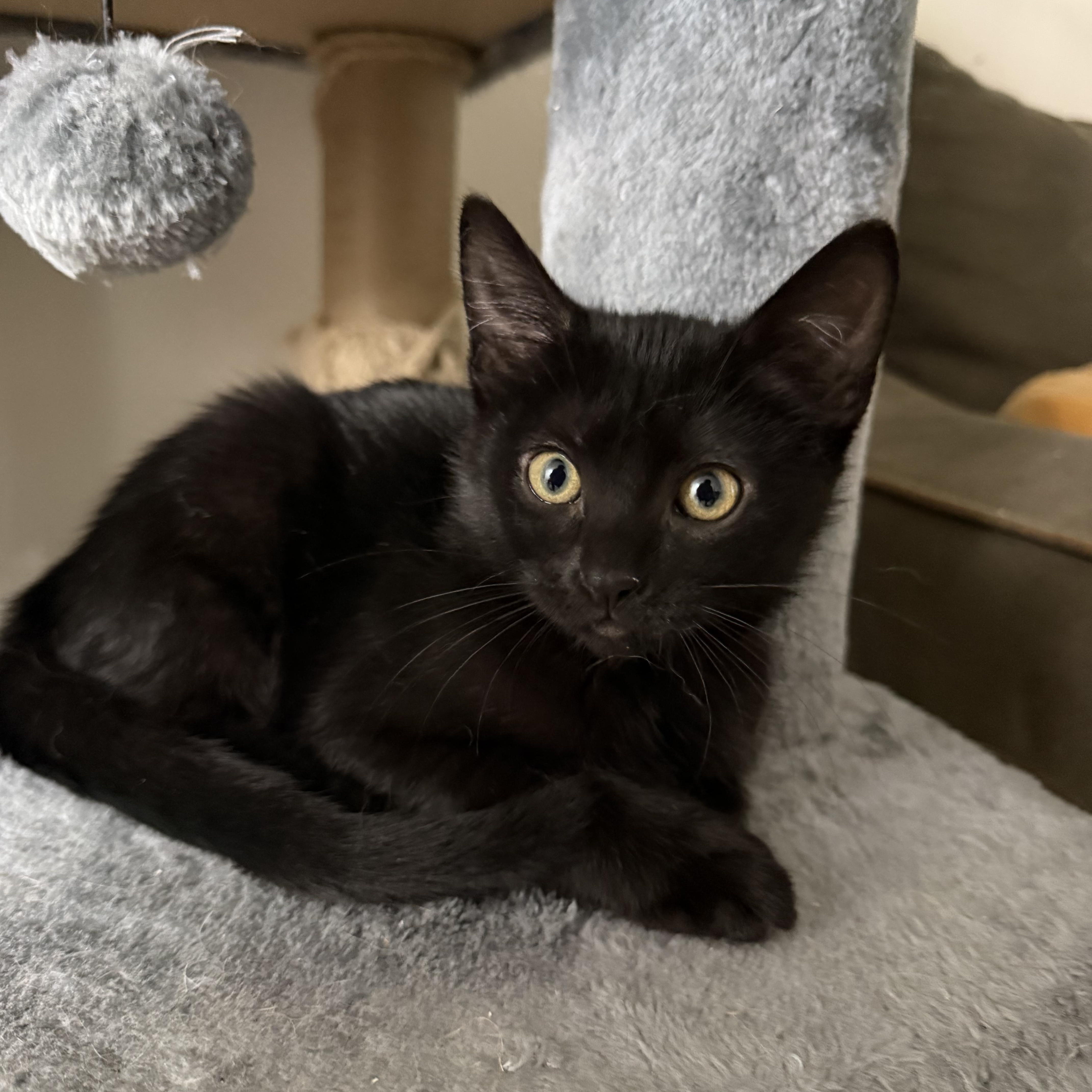A baby medium-sized male Black Domestic Short Hair cat named Kismet for adoption in Oberlin, OH