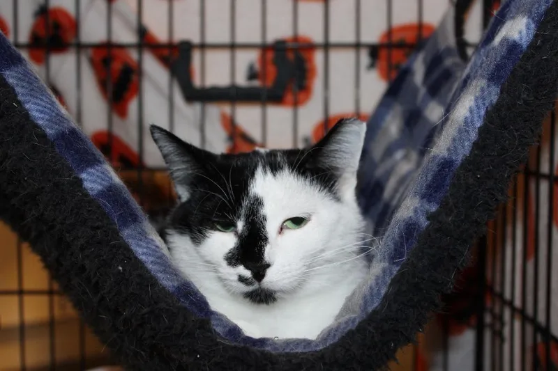A young medium-sized female Domestic Short Hair cat named Oreo for adoption in St. Cloud, MN