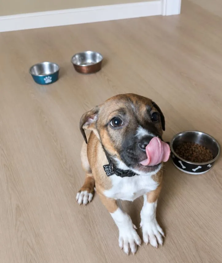A baby medium-sized male Tricolor (Brown, Black, & White) Mixed Breed dog named Logan for adoption in CHURCHVILLE, NY