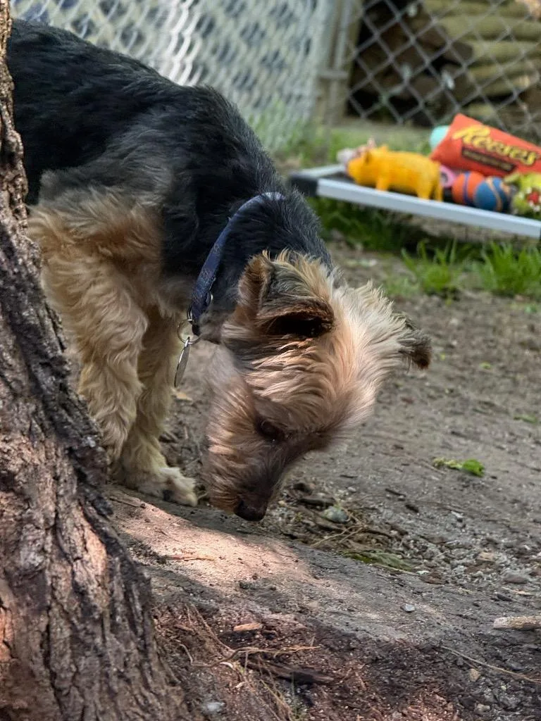 Piper Star thumbnail 2