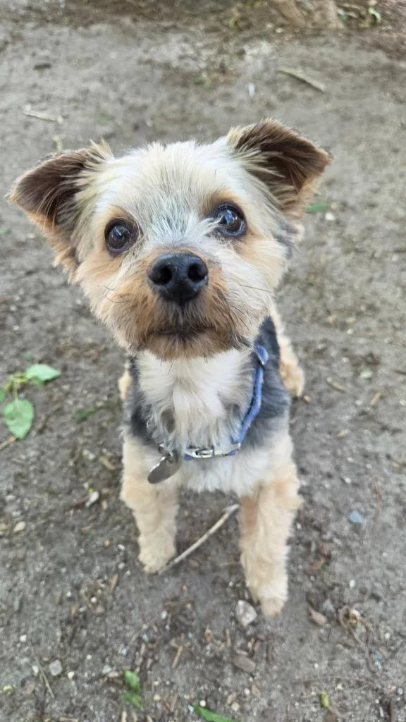 Piper Star thumbnail 3