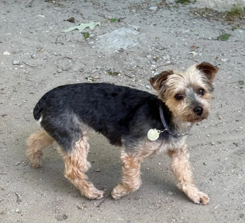 Piper Star thumbnail 4