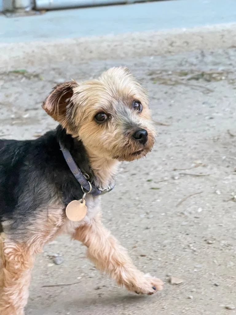 Piper Star thumbnail 5