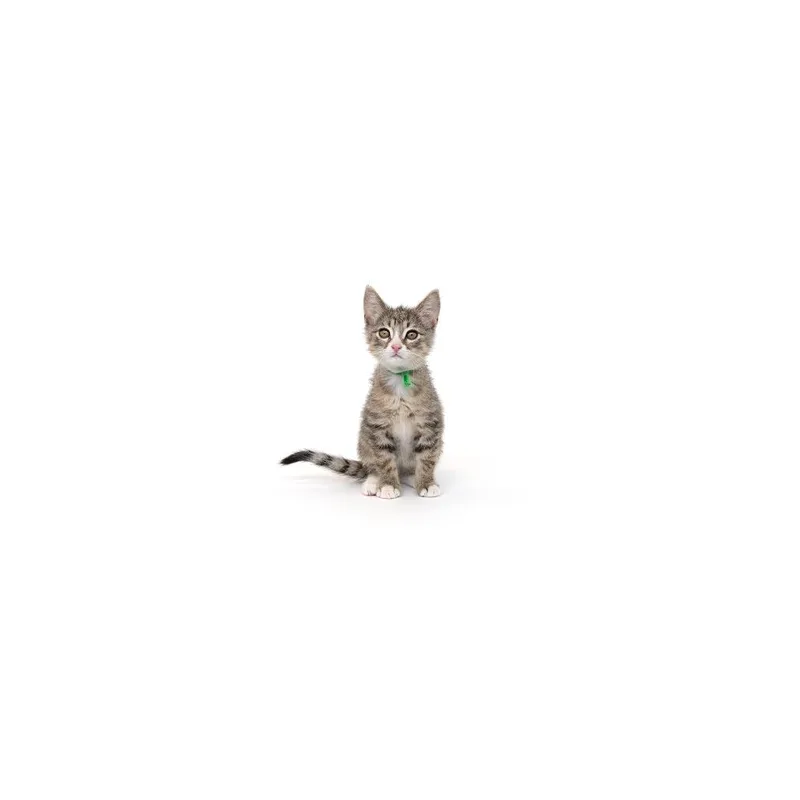 A baby small-sized female Gray / Blue / Silver Domestic Short Hair cat named Granny Smith for adoption in Playa Vista, CA