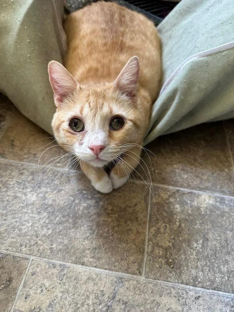 Colby Jack thumbnail 4