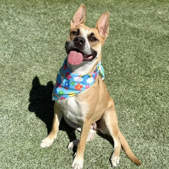 An adult medium-sized female Yellow / Tan / Blond / Fawn Pit Bull Terrier dog named Diana for adoption in Las Vegas, NV
