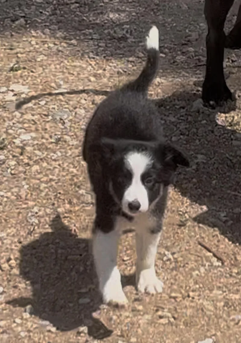 A baby small-sized female Black Border Collie dog named Cora for adoption in Longmont, CO