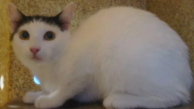 A young small-sized female Domestic Short Hair cat named Blossom for adoption in Gardena, CA