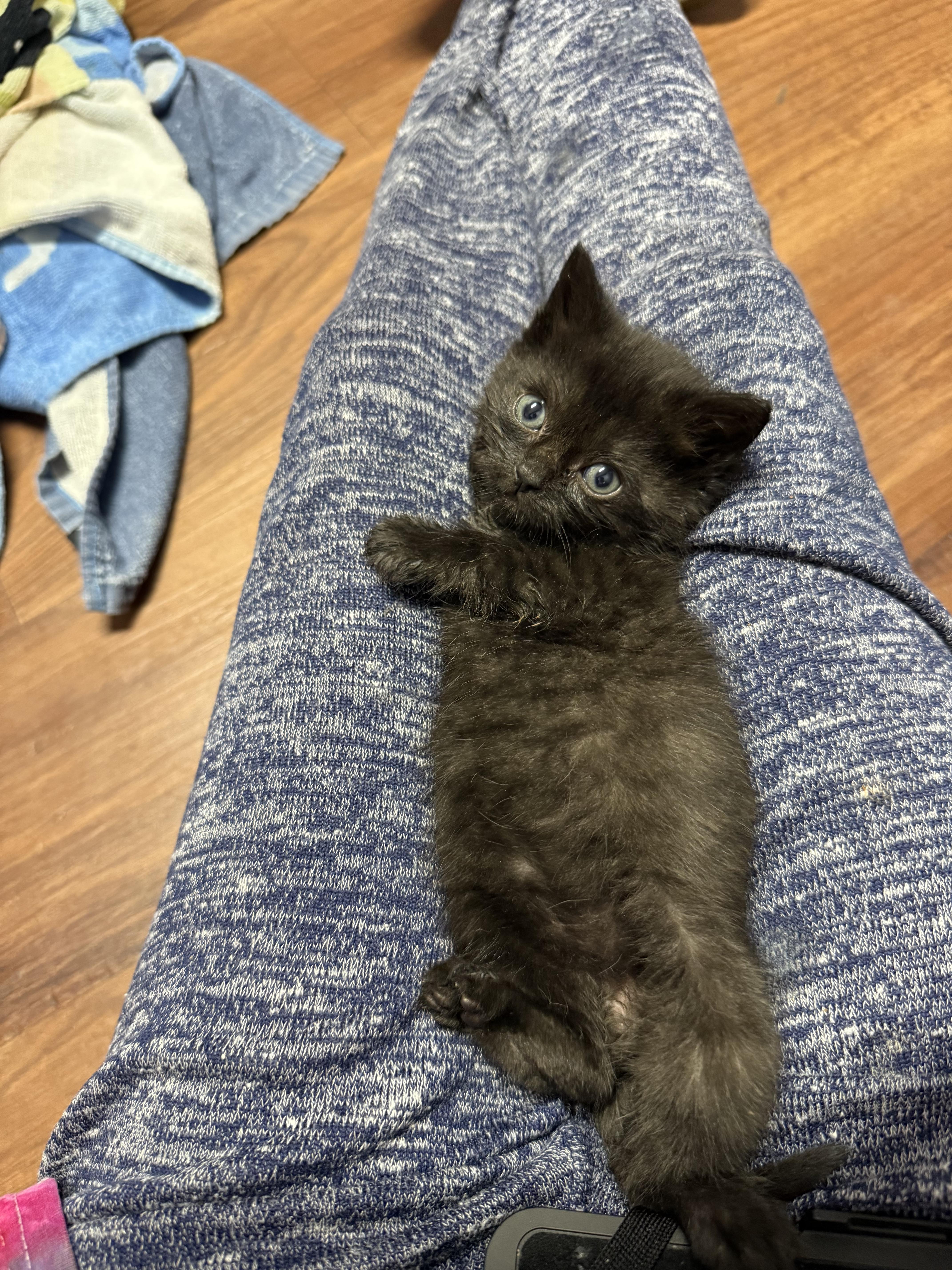 A baby medium-sized male Black Domestic Short Hair cat named Mouse for adoption in Clifton, NJ