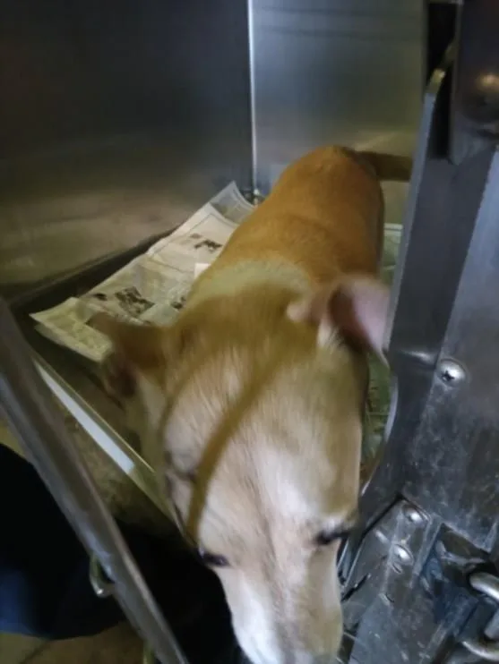 An adult medium-sized female Chihuahua dog named Harlow for adoption in Los Angeles, CA