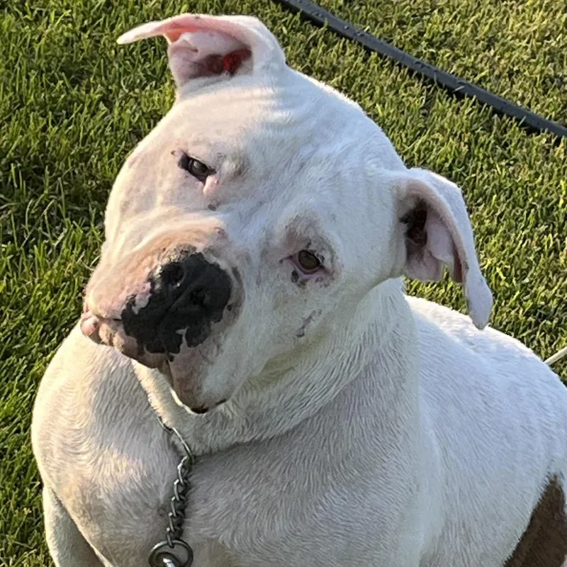 An adult extra large-sized male White / Cream American Bulldog dog named Hawk for adoption in Cashmere, WA