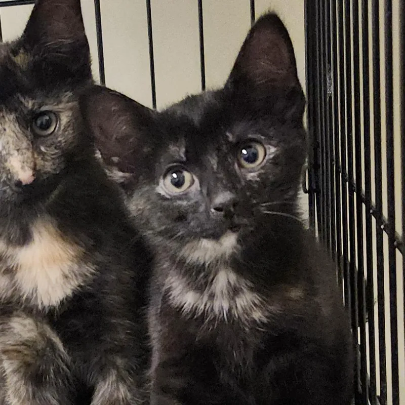A baby small-sized female Domestic Short Hair cat named Chandra for adoption in Novelty, OH