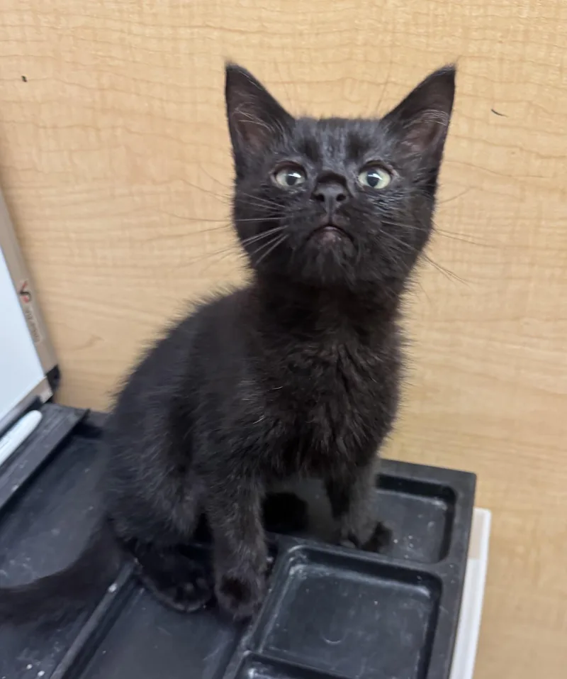 A baby medium-sized female Black Domestic Short Hair cat named Yara for adoption in Albuquerque, NM