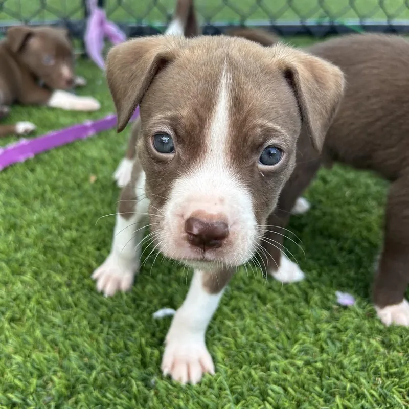 A baby small-sized male Brown / Chocolate Terrier dog named Ghiradeli for adoption in Jupiter, FL