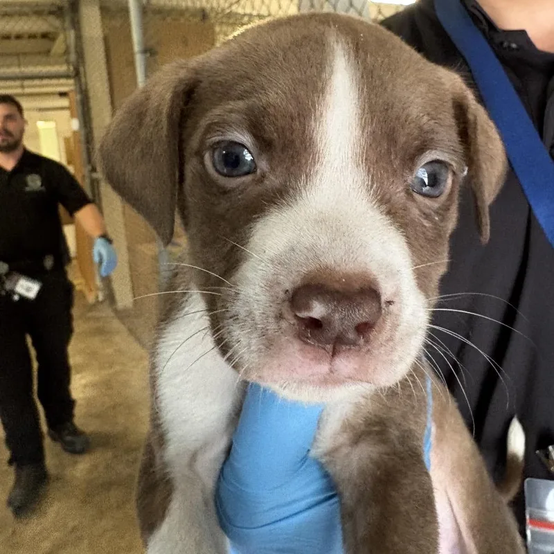 Ghiradeli thumbnail 2